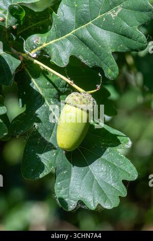Quercia inglese (Quercus robur, chiamata anche quercia peduncolata), primo piano di foglie e ghianda su un lungo peduncolo (gambo), Regno Unito Foto Stock