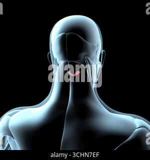 Questa illustrazione 3d mostra una vista dei muscoli principali posteriori del retto capitis sulla muscolatura a raggi x. Foto Stock