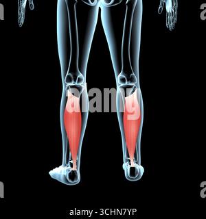 Questa illustrazione 3d mostra la posizione anatomica dei muscoli solei sul corpo radiogeno Foto Stock