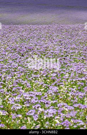 grandi campi con lacy phacelia nella contea inglese del wiltshire in primavera formano una coperta colorata nella campagna Foto Stock