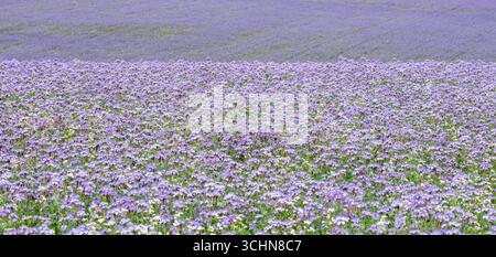 grandi campi con lacy phacelia nella contea inglese del wiltshire in primavera formano una coperta colorata nella campagna Foto Stock