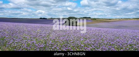 grandi campi con lacy phacelia nella contea inglese del wiltshire in primavera formano una coperta colorata nella campagna Foto Stock