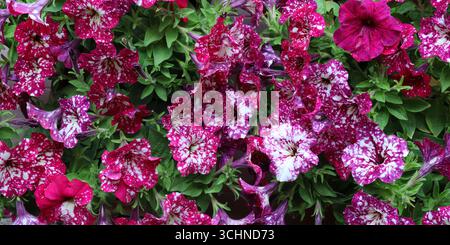 Bellissimo sfondo di fiori Petunia Sky. Perfetto per temi floreali e botanici. Foto Stock