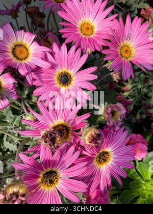 Bellissime margherite rosa in un giardino vivaio. Fiori decorativi. Concetto di giardinaggio. Foto Stock