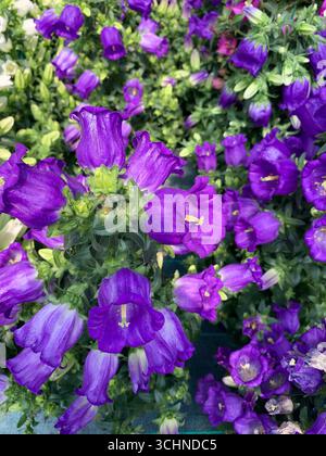 Terreno Campanula. Splendidi fiori viola di campane di Canterbury. Fiori decorativi. Perfetto per temi floreali e botanici. Foto Stock