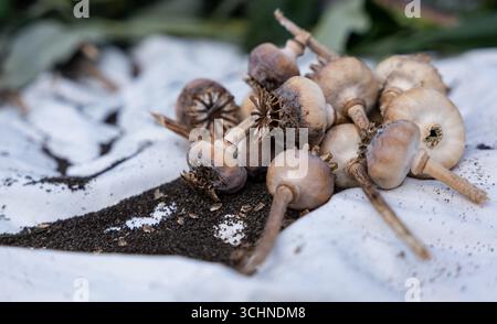 Raccolto di papavero con semi di pane Foto Stock