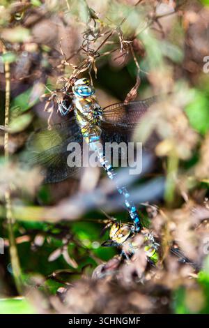 Due dragonfalle Imperatrici che si accoppiano al WWT London Wetland Centre di Barnes a Londra, Regno Unito Foto Stock