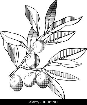 Olive Branch con Olive . Composizione di Olive Tree Branch disegnata a mano. Illustrazione in bianco e nero con inchiostro a linee grafiche vettoriali. sfondo per striscioni, pri Illustrazione Vettoriale