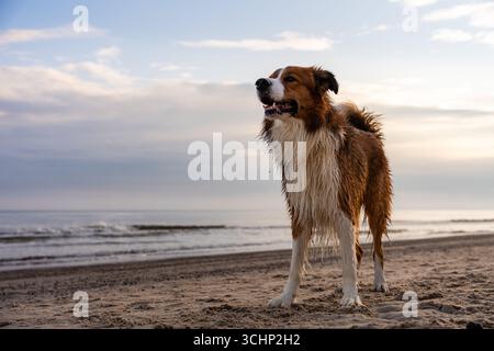 Collie di confine bagnato in piedi contro l'orizzonte sulla spiaggia, bocca aperta e allerta al mare durante la mattina Foto Stock