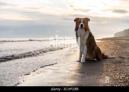 Vista frontale del cane bagnato seduto sulla spiaggia in riva al mare, davanti alla telecamera con espressione neutra Foto Stock
