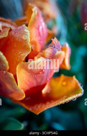 Primo piano di Tulipa 'Artist' con gocce di pioggia sui petali Foto Stock