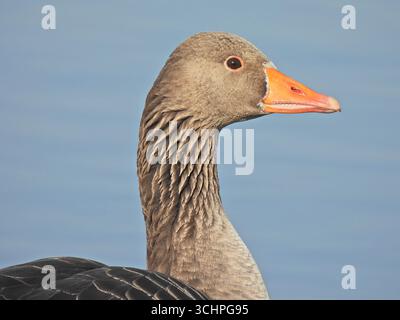 Primo piano ritratto di una bella oca Greylag. Foto Stock