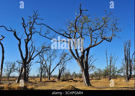 Alberi nel Delta dell'Okavango il 12 giugno 2012 a Okavango, Botswana. (Foto di Chris ricco) Foto Stock