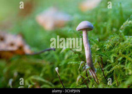 Primo piano di un delicato fungo che si fa strada attraverso un letto di muschio verde vibrante, creando una scena affascinante di bellezza naturale in una foresta lussureggiante Foto Stock