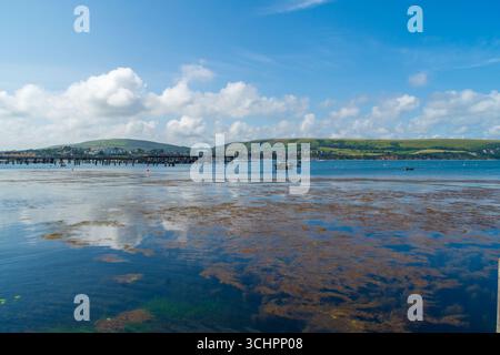 Peveril Point, Swanage, Regno Unito - 21 giugno 2023: Osservazione delle alghe brune nella baia di Swanage. Foto Stock
