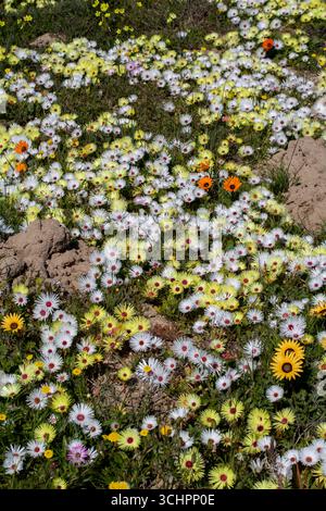 Primo piano di fiori selvatici bianchi e gialli nel colorato tappeto Bokbaai Vygie Cleretum bellidiforme Blooming Field West Coast Sud Africa Foto Stock