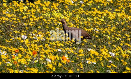 Campo di margherite gialle luminose in fiore con Cape Spurfowl tra i Fiori West Coast Wild Flowers Sudafrica Foto Stock