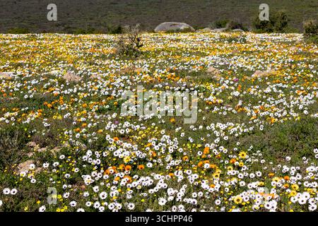 Campo di fiori selvatici con margherite bianche gialle e arancioni e gazane che fioriscono nella Sunshine West Coast Sud Africa Foto Stock