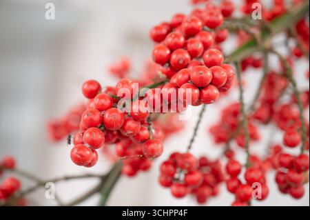 Red Palm Tree Fruit of Dwarf Royal Palm o Christmas Palm, Adonidia Merrillii, Bright Ripe Berry Foto Stock
