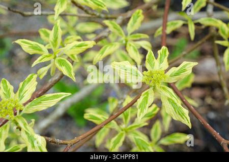 Cornus controversa variegata, torta nuziale, legno di pino variegato, foglie ovate marginate di panna, piccoli fiori di panna in grappoli piatti Foto Stock