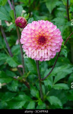 Dahlia Foxy Lady US, doppio fiore decorativo dahlia, petali gialli, arrossato di rosa corallo Foto Stock