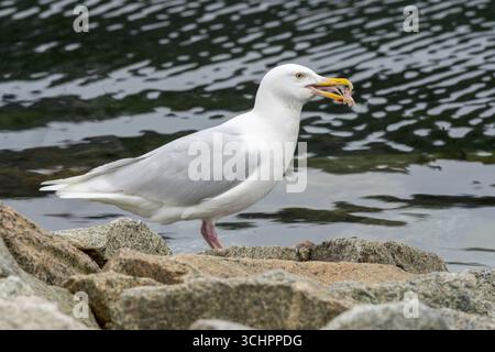 Gabbiano glaucoso, Larus hyperboreus, alimentazione per adulti singolo, Qaqortoq, Groenlandia, Europa, 2 agosto 2025 Foto Stock