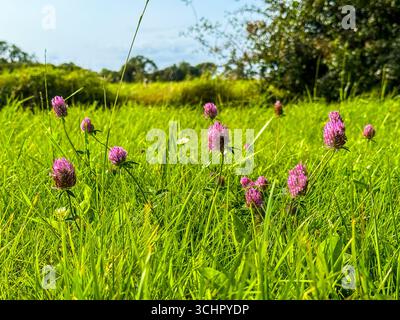 I fiori della pianta del trifoglio, Trifolium, che spingono più in alto dell'erba circostante Foto Stock