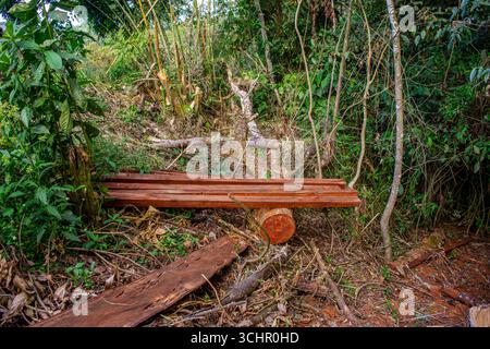 Un tranquillo paesaggio forestale a Popayán, Cauca, Colombia, caratterizzato da tronchi di legno tagliati e vegetazione lussureggiante. Foto Stock