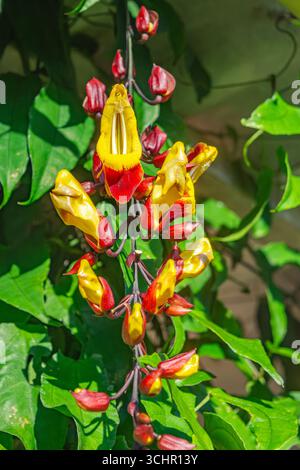Vibrante fiore tropicale giallo e rosso circondato da lussureggianti foglie verdi a Popayán, Cauca, Colombia, che mostrano la bellezza della natura. Foto Stock