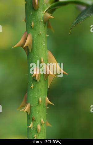 Primo piano di uno stelo di rosa con spine su sfondo verde Foto Stock