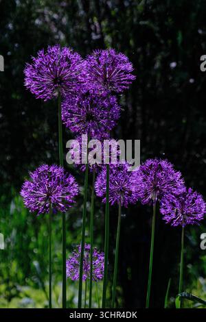 Vibranti fiori viola Allium "Purple Sensation" in piena fioritura su sfondo scuro, che mostrano la loro forma sferica unica e il colore ricco. Foto Stock
