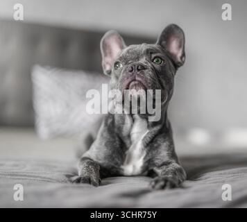 Adorabile bulldog francese che riposa su un comodo letto in una camera da letto moderna, con un'espressione calma ed elegante. Foto Stock