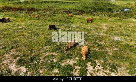 Pascolo di bestiame delle Highland a Paljassaare - Vista aerea del drone Foto Stock