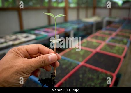 Una mano che tiene le piantine di Kemenyan, incenso o benzoina, Styrax benzoina in un vivaio a Yogyakarta, Indonesia. Foto Stock