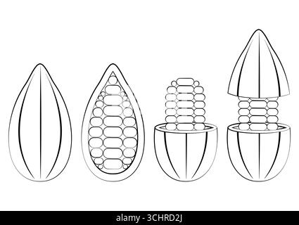 Frutta fresca di cacao, fagioli di cacao, cialda di cacao. Illustrazione vettoriale isolata su sfondo bianco. Illustrazione Vettoriale