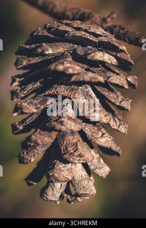 Scatto macro di Un cono di pino Foto Stock
