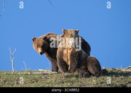 Orso Grizzly (Ursus arctos). Accoppiare gli orsi al tramonto. Fine maggio nel parco nazionale di Yellowstone, Wyoming. Foto Stock
