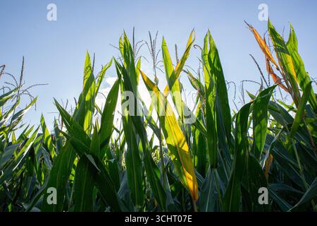 Piante di granturco alte con tartine marroni sotto il cielo azzurro Foto Stock