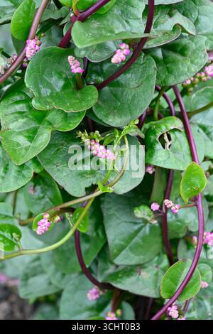 Foglie brillanti e fiori rosa estivi di Twining tenera pianta vegetale Basella alba, anche nota come spinaci Ceylon o spinaci malabar Foto Stock