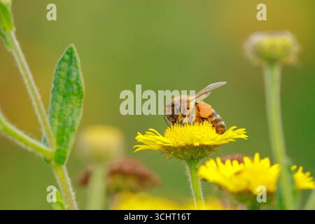Primo piano di un’ape del miele occidentale o di un’ape del miele europea Apis mellifera che dà da mangiare al nettare di fiori gialli Foto Stock