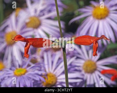 Fiori tubulari di colore rosso brillante sui lati opposti dello stelo verde con sfondo di piante di confine con petali viola radiali e centri gialli Foto Stock