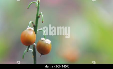 Macinato di frutti di bosco su un gambo verde Foto Stock