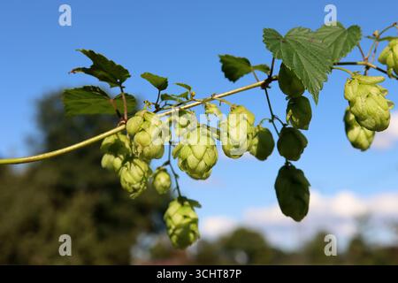 Hop comune in tarda estate Foto Stock