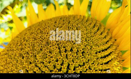 Primo piano di un grande fiore di girasole giallo che mostra texture dettagliate con semi completi Foto Stock