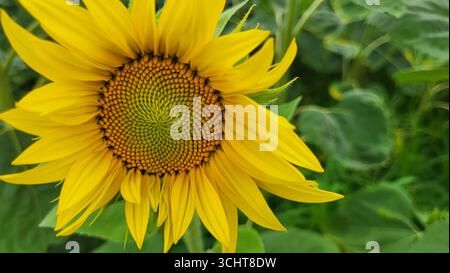 Primo piano di un grande fiore di girasole con petali gialli e dettagliata struttura floreale, adagiata su un morbido sfondo verde sfocato Foto Stock