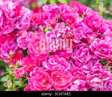 Uno stretto gruppo di fiori rosa situato in un parco pubblico . Le nuove gemme sono in primo piano e il fogliame è sfocato sullo sfondo. Foto Stock