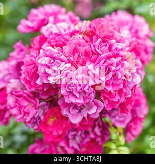 Uno stretto gruppo di fiori rosa situato in un parco pubblico . Le nuove gemme sono in primo piano e il fogliame è sfocato sullo sfondo. Foto Stock