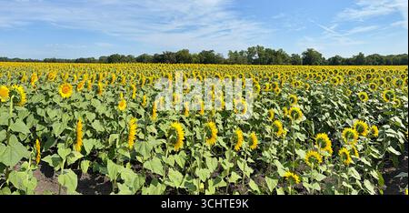 Splendidi girasoli nel pomeriggio caldo e soleggiato di settembre - lo stato dei girasoli del Kansas Foto Stock