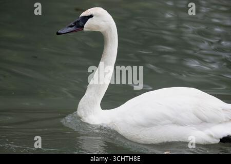 Il Trumpeter Swan (Cygnus buccinator) è l'uccello vivente più pesante originario del Nord America. È anche la più grande specie esistente di uccelli acquatici. Foto Stock
