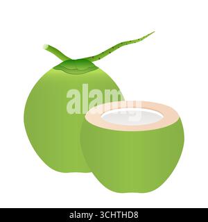 Cocco verde fresco. Illustrazione vettoriale isolata su sfondo bianco. Illustrazione Vettoriale